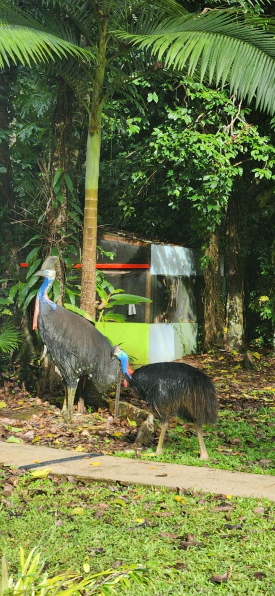 Daintree Siesta Villa Diwan Екстериор снимка