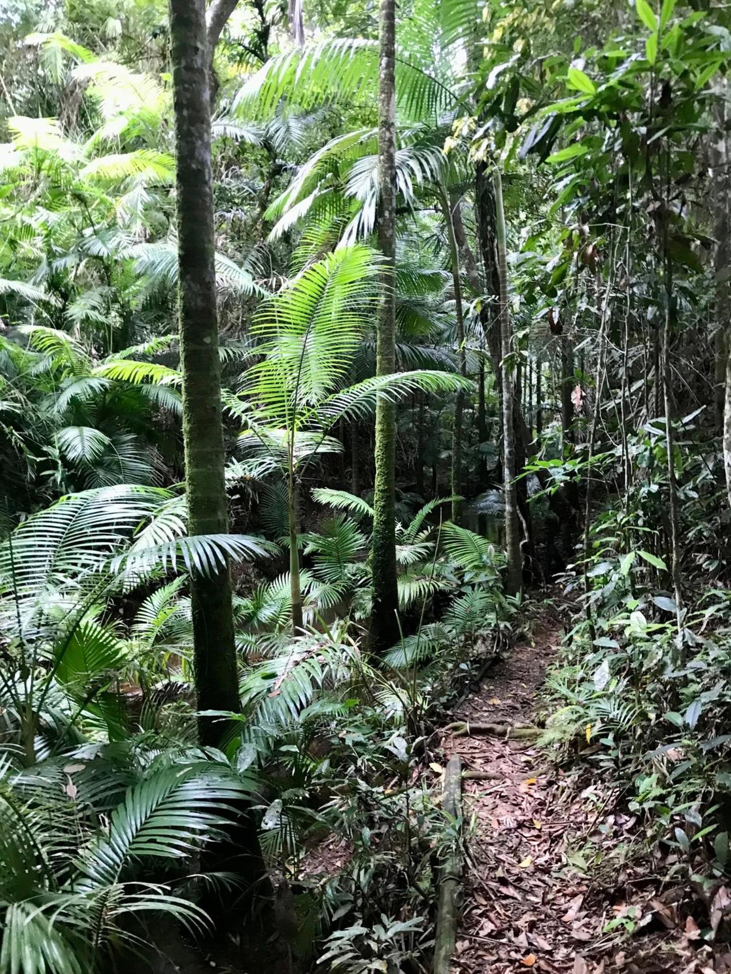 Daintree Siesta Villa Diwan Екстериор снимка